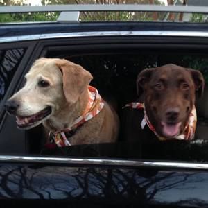 Meet your Posher, Jon